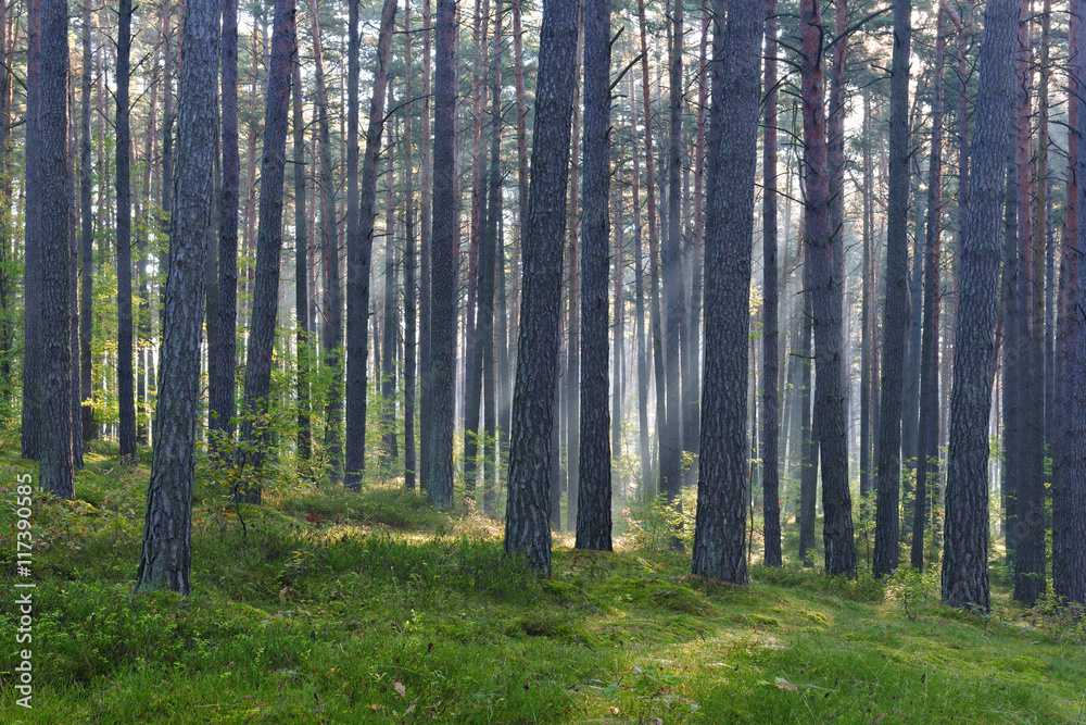 Natural Forest of Pine Trees illuminated by Sunbeams through Fog, Heather undergrowth 