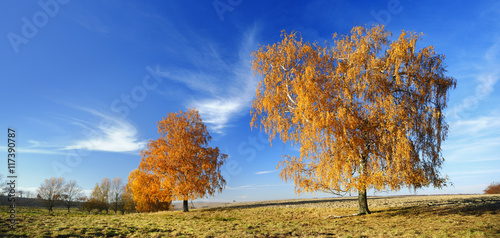 Blazing Birch Trees in Rural Autumn Landscape, Full Autumn Colour 