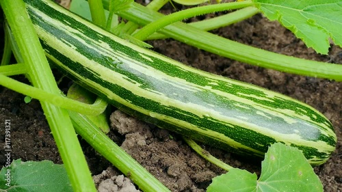Zucchini im Biogarten photo