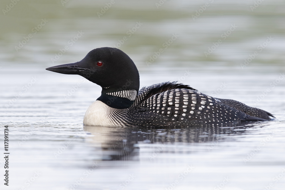 Obraz premium Common Loon Swimming on a Lake in Summer