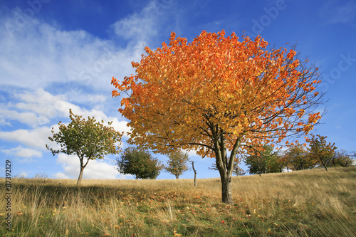 Autumn Landscape with Cherry Tree in Orchard, Leaves Changing Colour