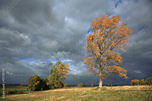 Poplar Tree is Bent by Autumn Storm, Leaves changing colour, dramatic Lighting and Clouds