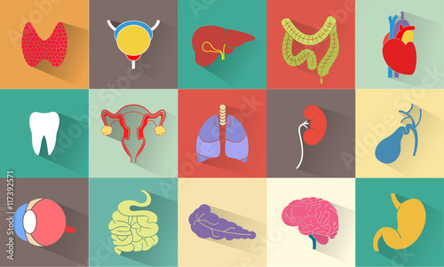Internal human organs