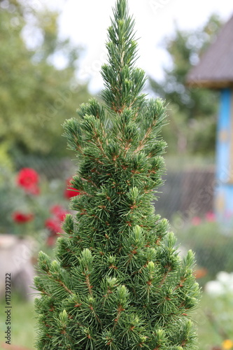 Canadian spruce conica