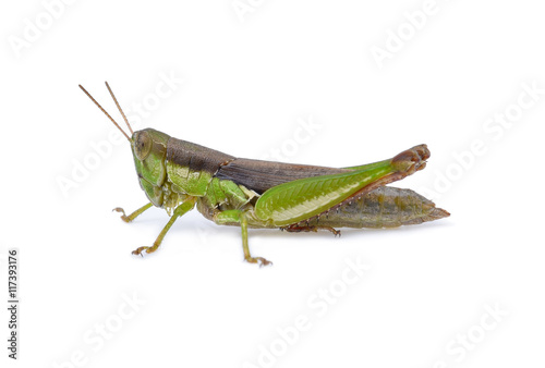 grasshopper on white background © akepong srichaichana