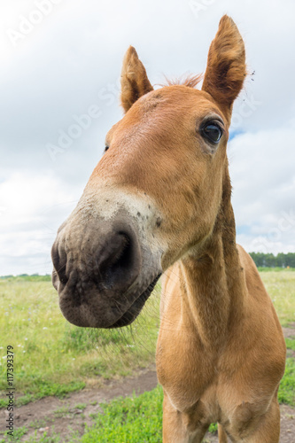 smiling foal in the meadow © alexbush