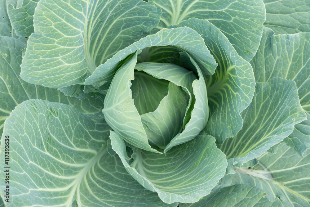 Fototapeta premium growing cabbage in the garden