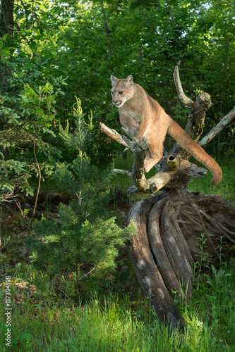 Adult Female Cougar (Puma concolor) Balances on Log