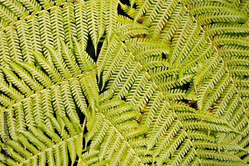 ferny leaves as background in green