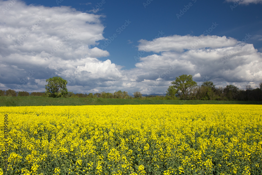 Oilseed Rape Field -brassica napus - canola with blue Sky