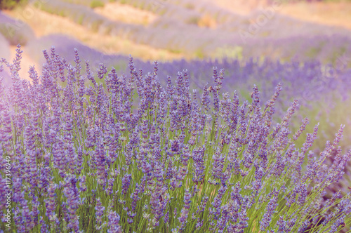 Closeup of blooming lavander