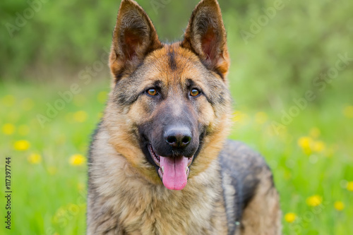Dog portrait German shepherd. age 1 year