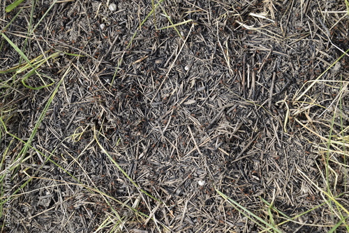 Ordinary ants on an anthill
