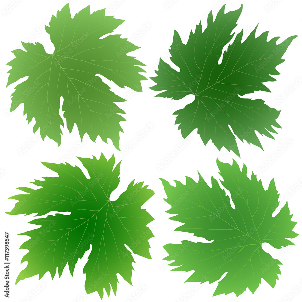 green grape leaves green grape leaves