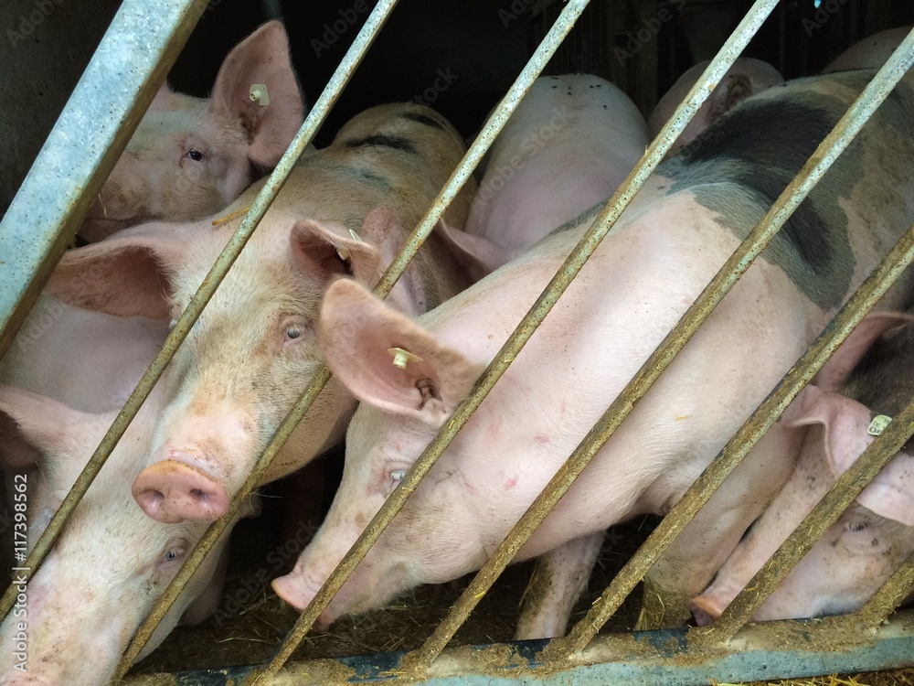 schweine schweine