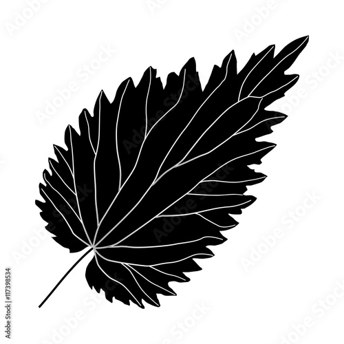 black and white nettle leaf