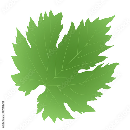 green leaf grape