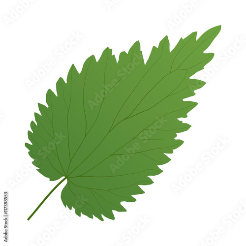 green leaf nettle
