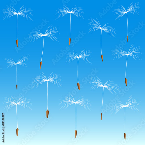 collection of white fluff of dandelion