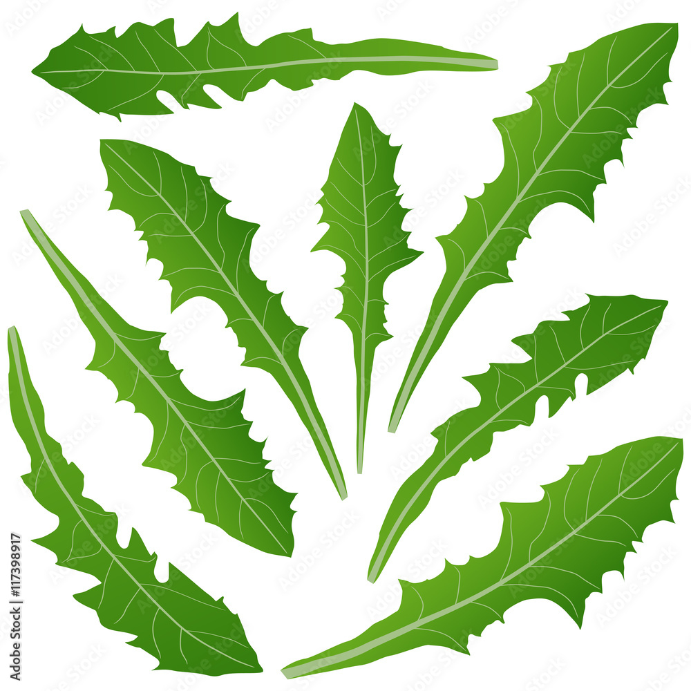 Obraz premium dandelion leaves green