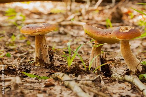 Mushrooms Bolete in the wild in the forest