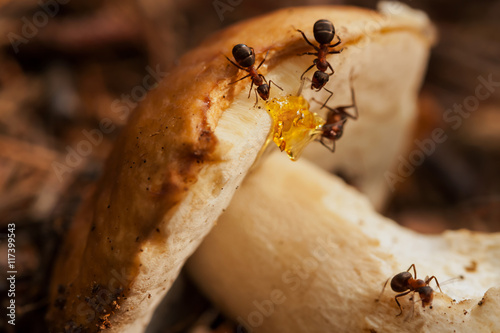 Hardworking ants work with mushroom. Teamwork