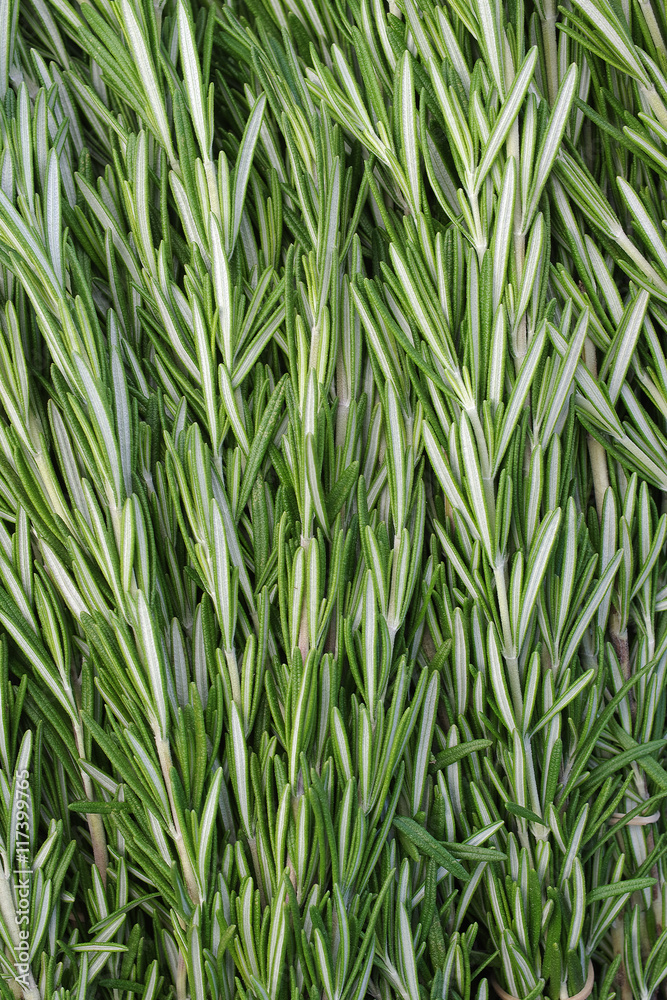 Obraz premium Fresh rosemary (Rosmarinus officinalis)
