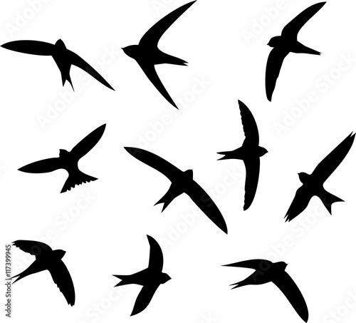 Silhouettes of flying swifts