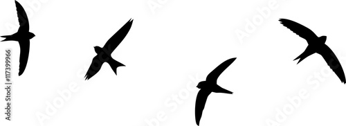 Silhouettes of flying swifts