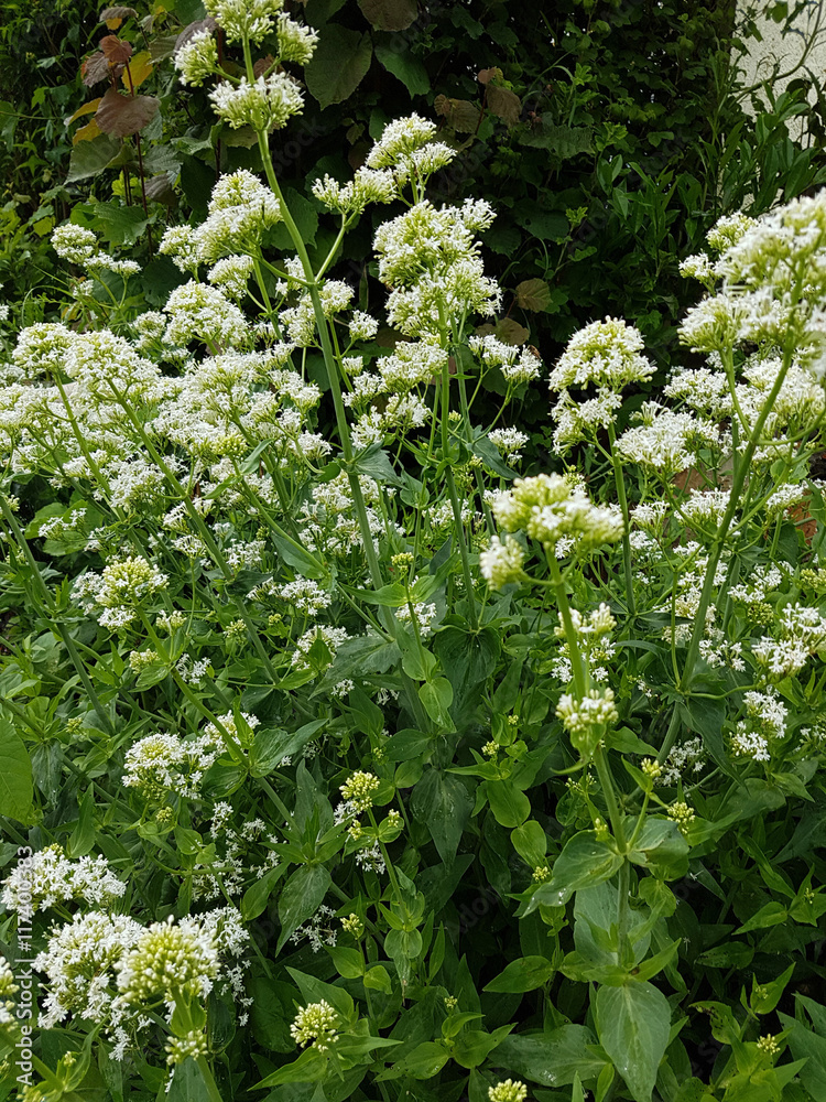 Spornblume; Blume, Sommerblume, Centranthus, weisse, alba Spornblume; Blume, Sommerblume, Centranthus, weisse, alba