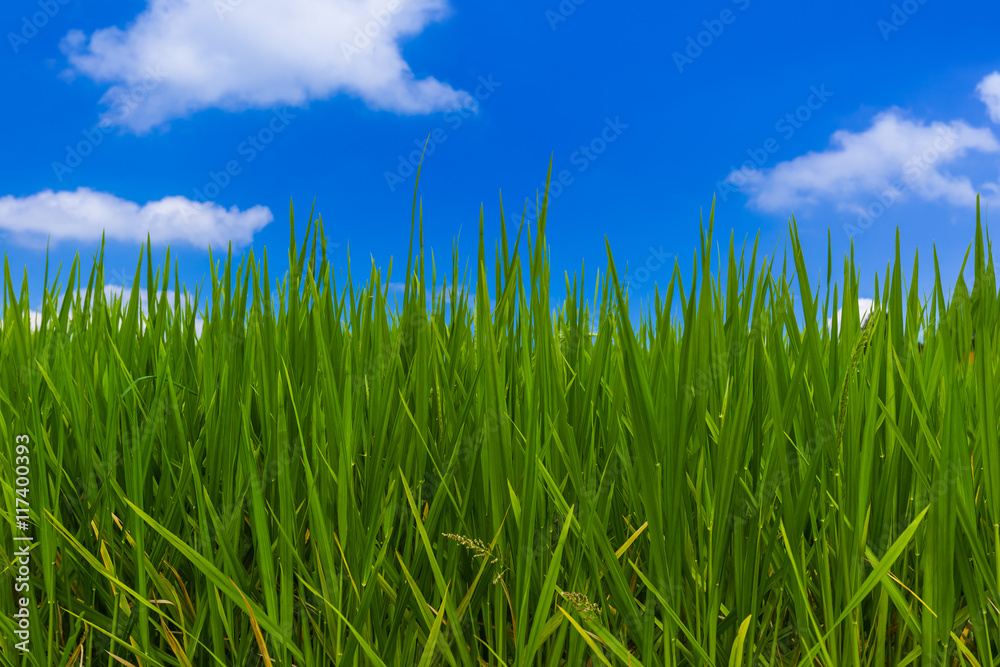 Grass and cloudy sky Grass and cloudy sky