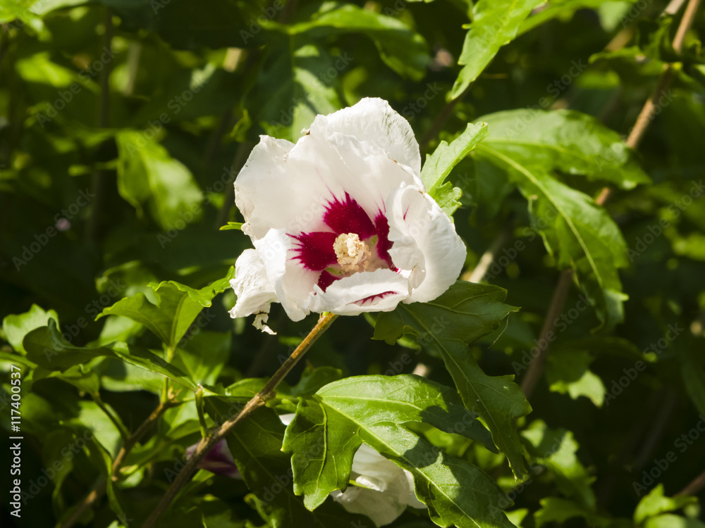 Obraz premium Rose Mallow or Syrian ketmia, Hibiscus syriacus, flower close-up with bokeh background, selective focus, shallow DOF