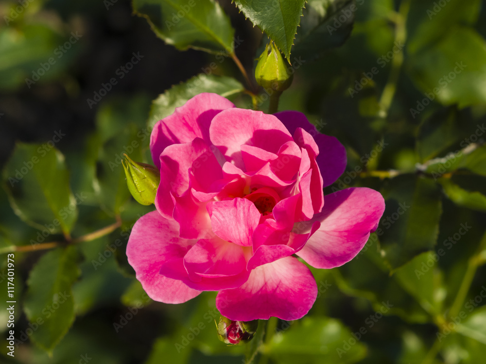 Flower of pink rose in garden on a bush, close-up, selective focus, shallow DOF Flower of pink rose in garden on a bush, close-up, selective focus, shallow DOF