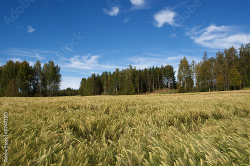  Field corn rye in Sweden