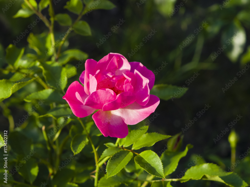 Flower of pink rose in garden on a bush, close-up, selective focus, shallow DOF
