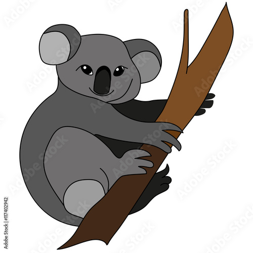 Photography Animals Australia - koala bear