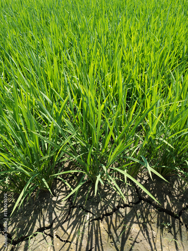 Fototapeta premium 夏の水田 