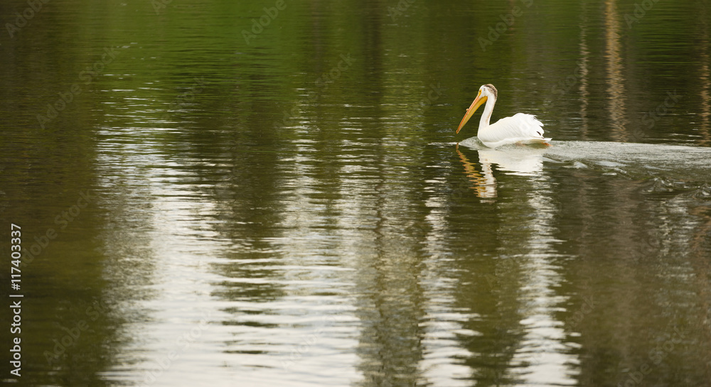 White Pelican Bird Swims Yellowstone Lake National Park Wild Animal White Pelican Bird Swims Yellowstone Lake National Park Wild Animal