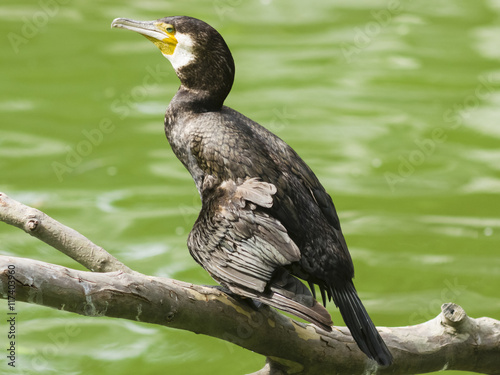 Great cormorant, Phalacrocorax carbo, sitting on snag, close-up portrait with defocused background, selective focus, shallow DOF