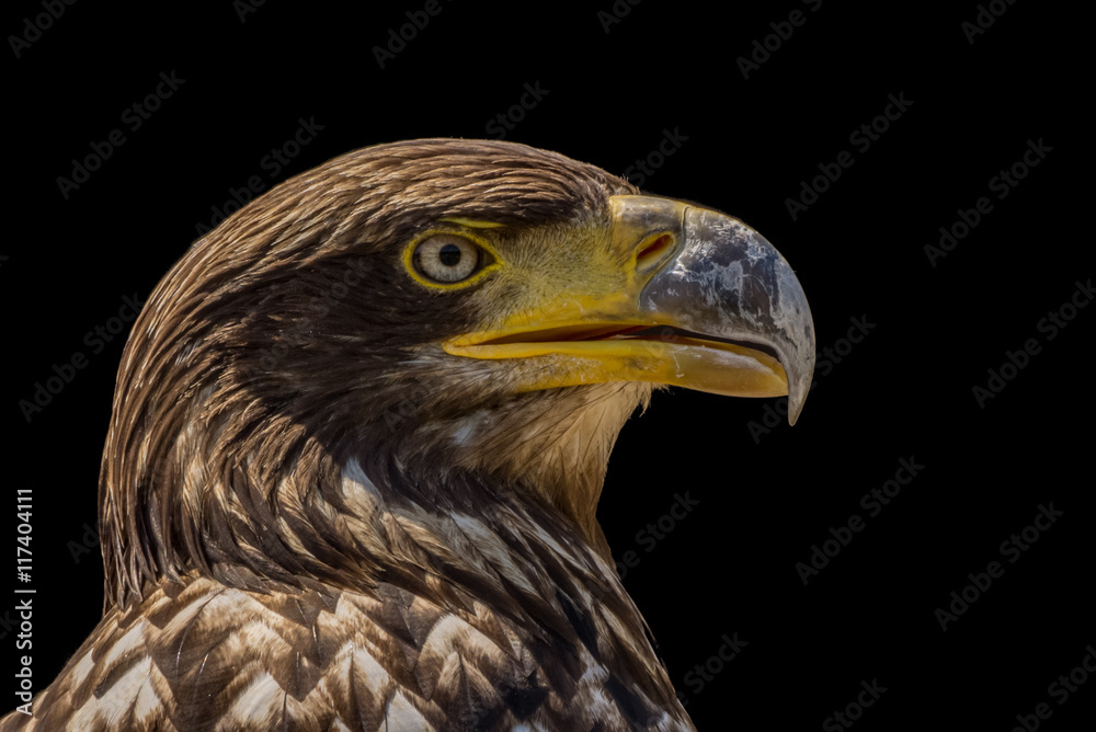 Adler - Porträt vor dunklem Hintergrund Adler - Porträt vor dunklem Hintergrund