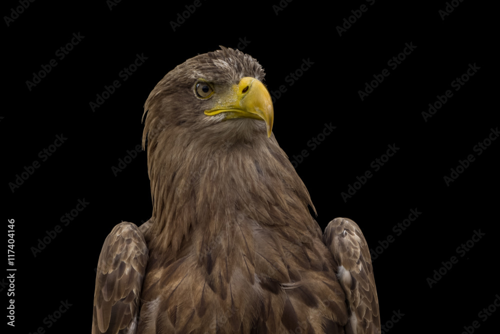 Adler - Porträt vor dunklem Hintergrund Adler - Porträt vor dunklem Hintergrund