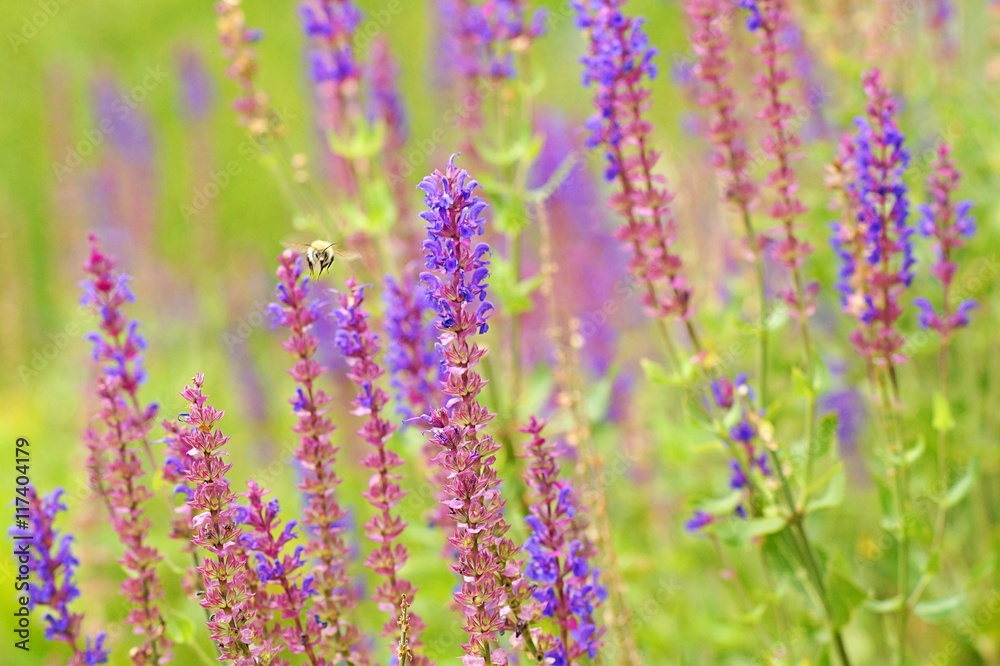 Fototapeta premium Lavendelfeld