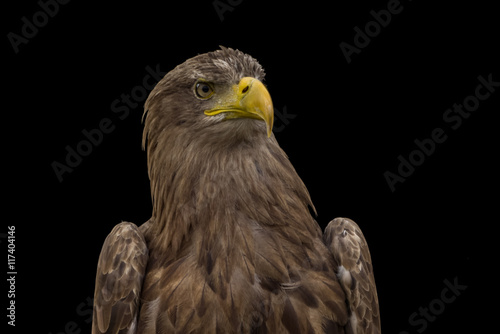 Adler - Porträt vor dunklem Hintergrund