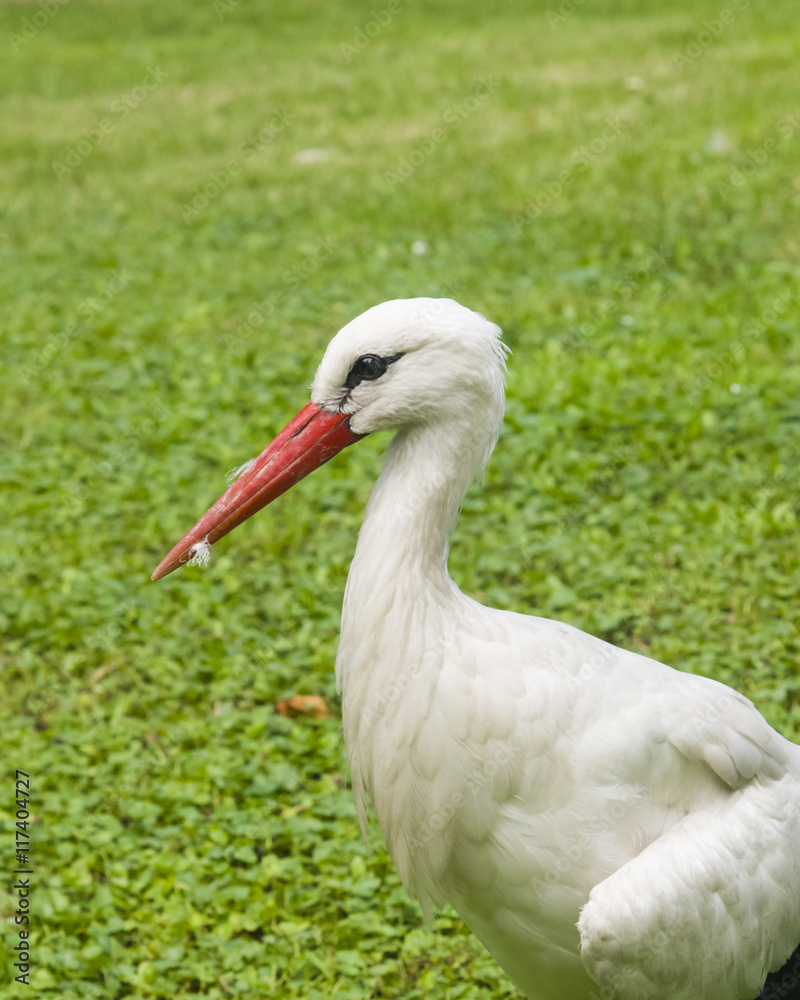 White Stork, Ciconia Ciconia, close-up portrait with defocused background, selective focus, shallow DOF White Stork, Ciconia Ciconia, close-up portrait with defocused background, selective focus, shallow DOF