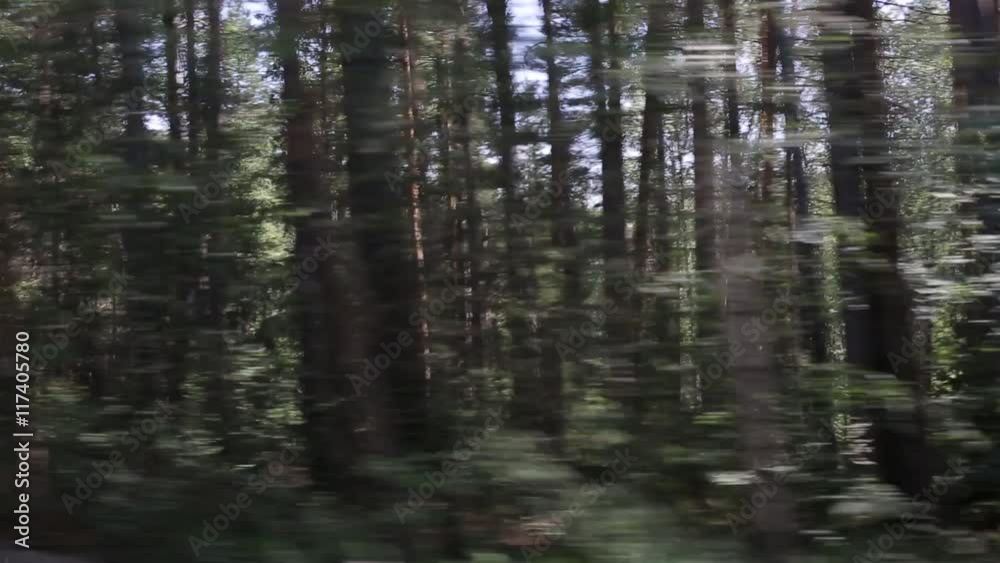 Glimpses of the trees at speed, the view from the car window Glimpses of the trees at speed, the view from the car window