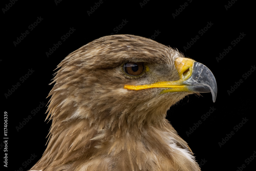 Mäusebussard / Bussard - Porträt vor schwarzem Hintergrund Mäusebussard / Bussard - Porträt vor schwarzem Hintergrund