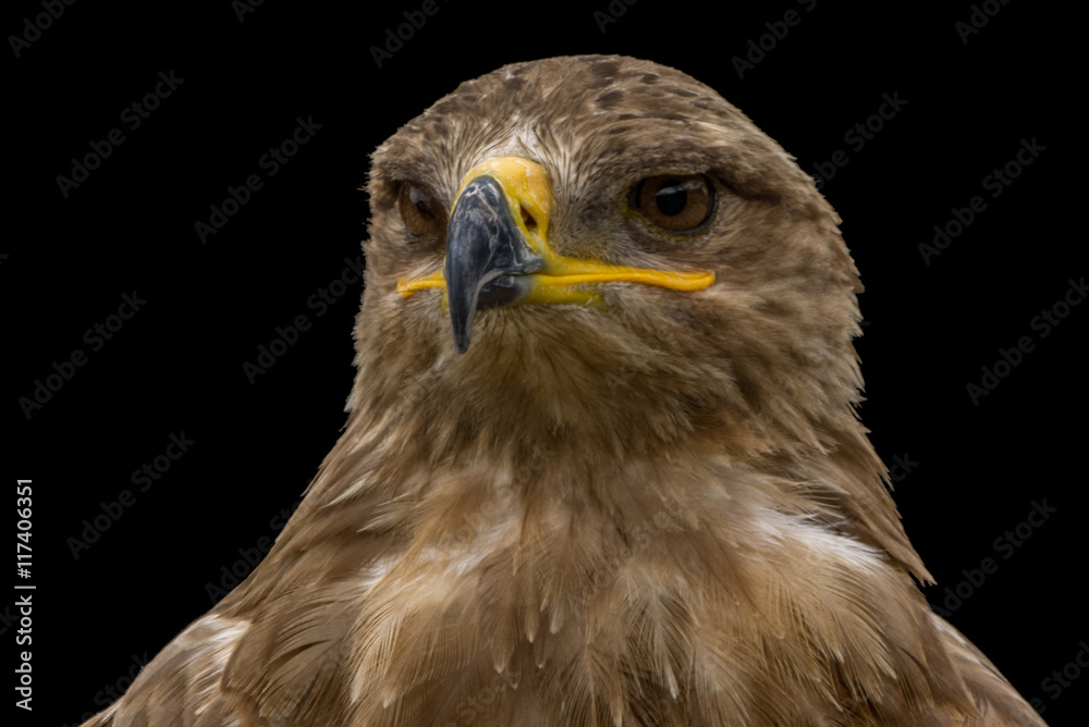 Mäusebussard / Bussard - Porträt vor schwarzem Hintergrund Mäusebussard / Bussard - Porträt vor schwarzem Hintergrund