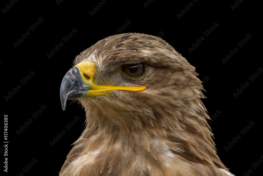 Mäusebussard / Bussard - Porträt vor schwarzem Hintergrund Mäusebussard / Bussard - Porträt vor schwarzem Hintergrund
