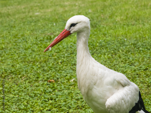 White Stork, Ciconia Ciconia, close-up portrait with defocused background, selective focus, shallow DOF