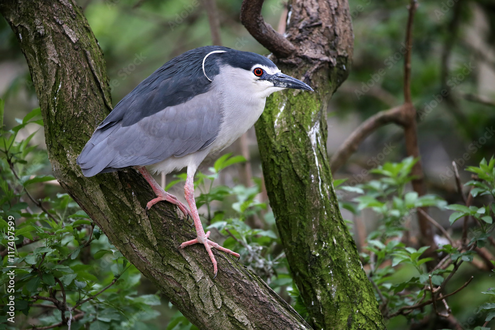 Fototapeta premium Heron